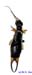 Forficula_vicaria_m_1131 copy